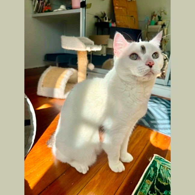 Photo of Loki