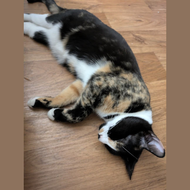 Photo of Dotti
