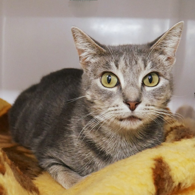 Photo of Lulu Stk013064