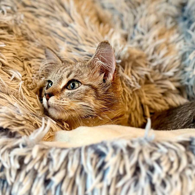Photo of Milo   In Foster Care In Templestowe