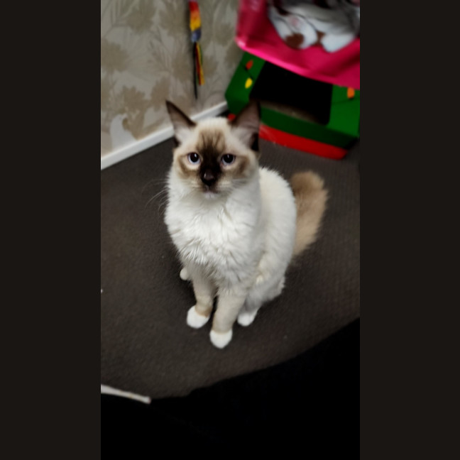 Photo of Zorro