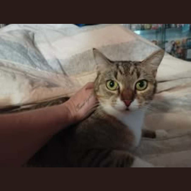 Photo of Nala