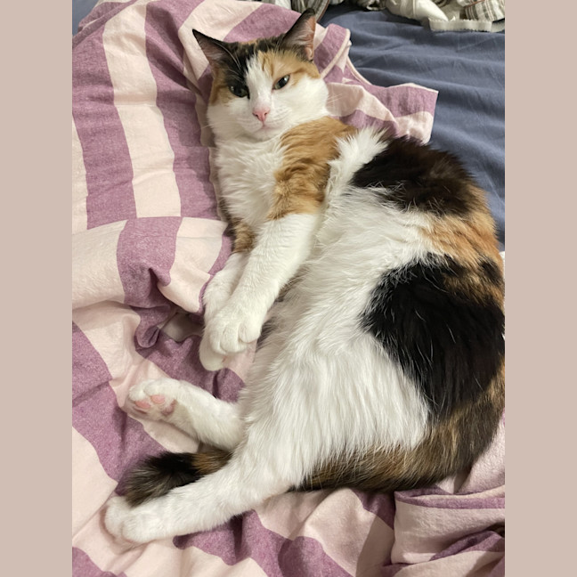 Photo of Luna