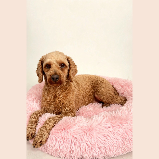 Photo of Phoebe