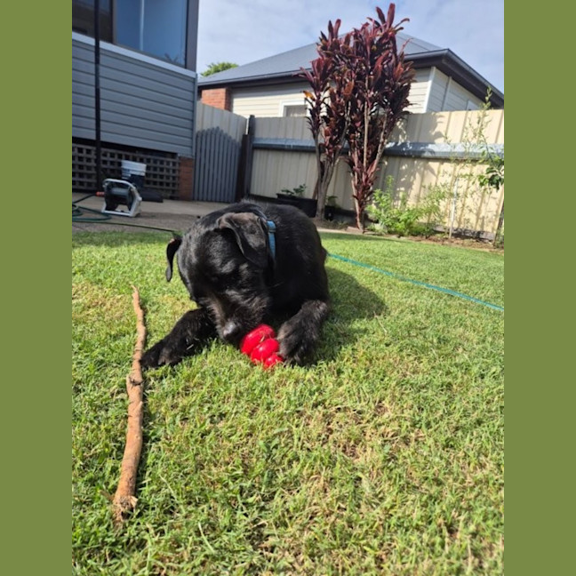 Photo of Tui   1 Year Old Wolfhound X
