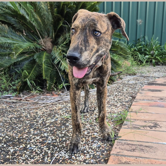 Photo of Buzz   9 Month Old Mixed Breed