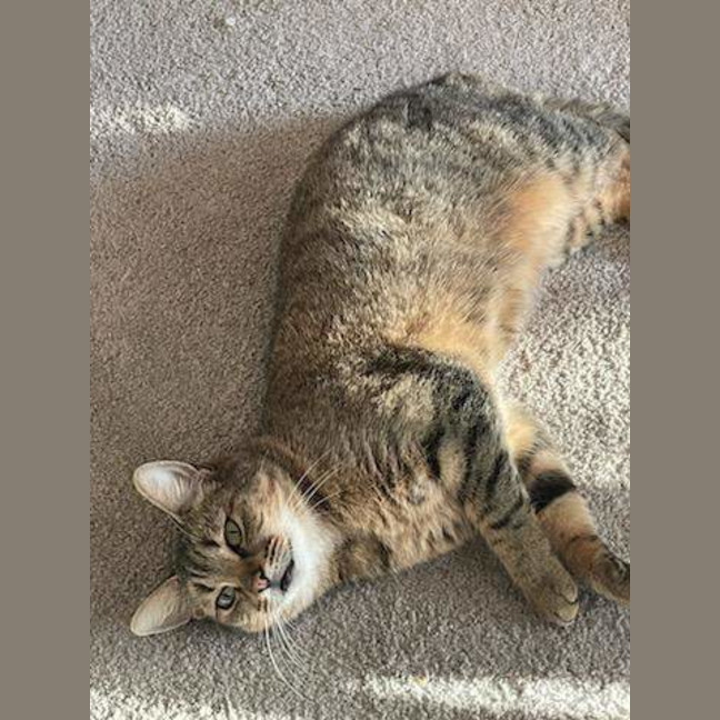 Photo of Nugget
