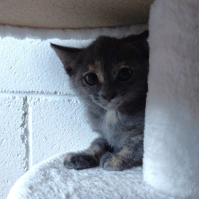 Photo of Blue
