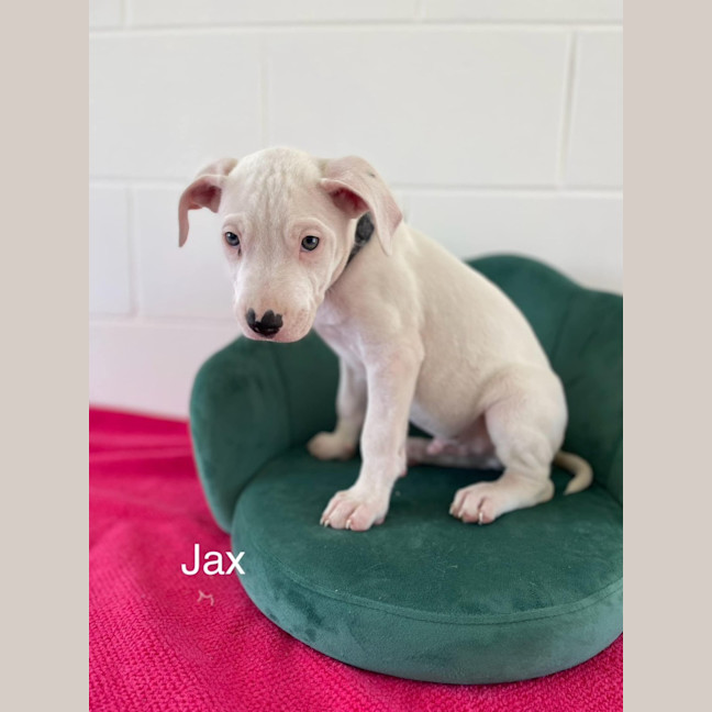 Photo of Jax