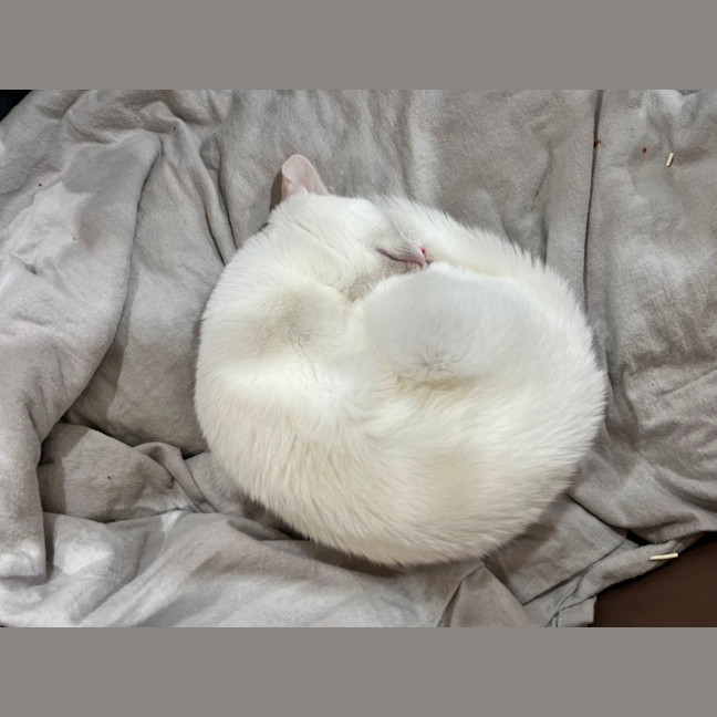 Photo of Snowy *9 Lives Project Rescue*