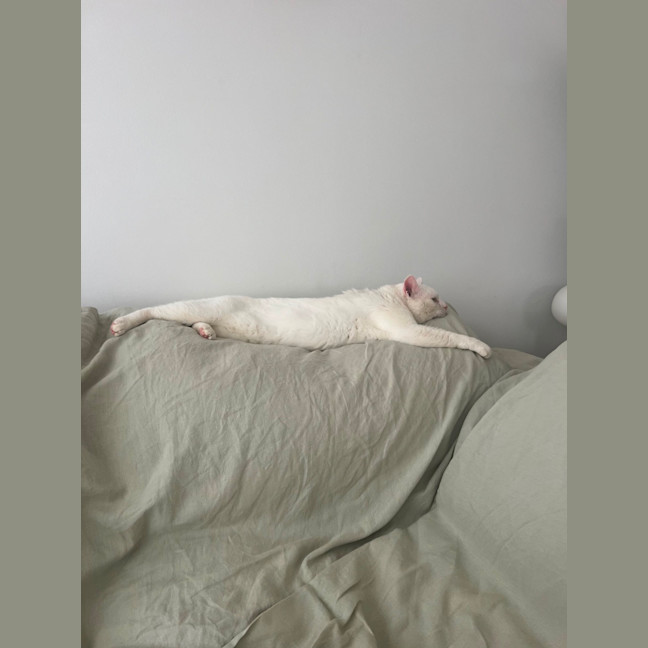 Photo of Falkor