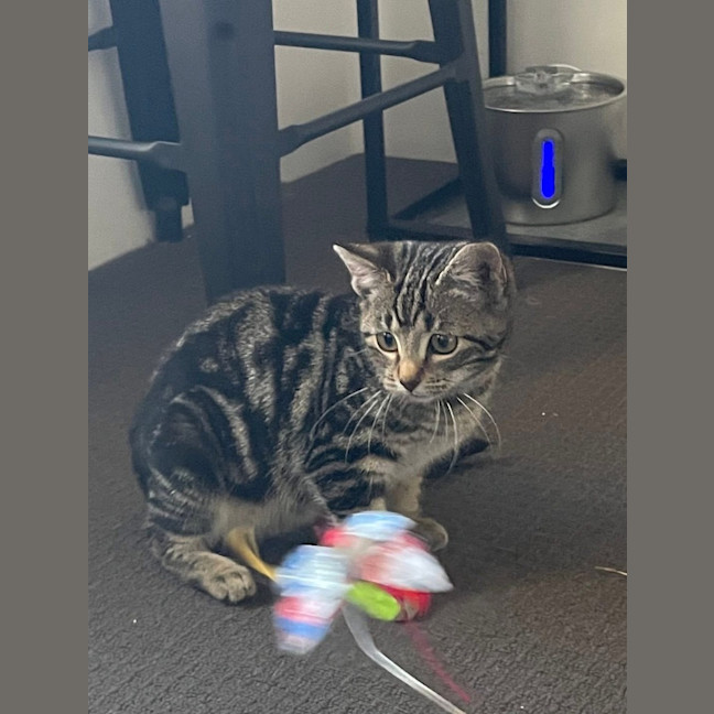 Photo of Peppa