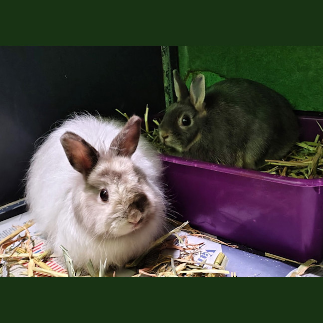 Photo of Jaffa (Bonded To Maltesers)