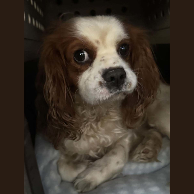 Photo of Teddy