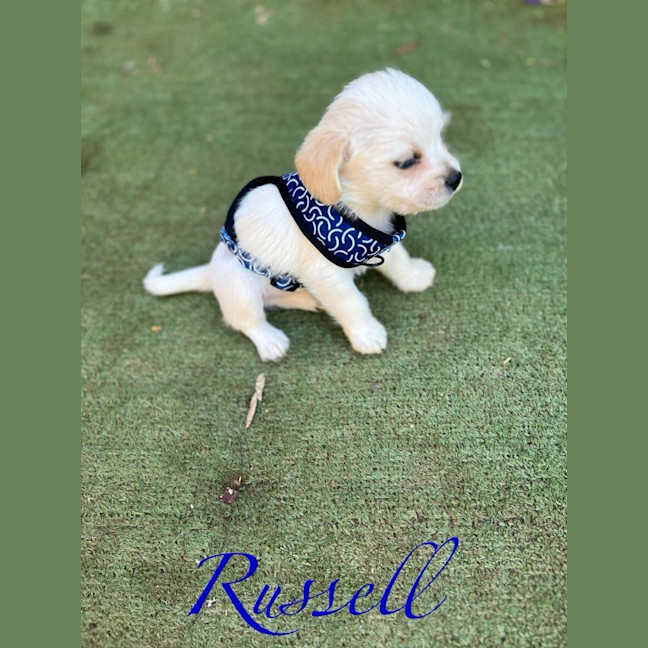 Photo of Russell