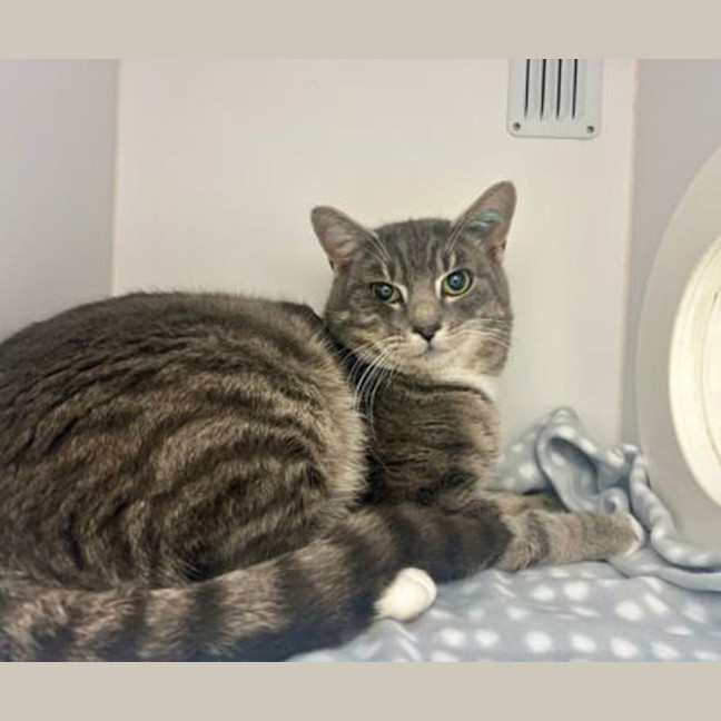 Photo of Tuna