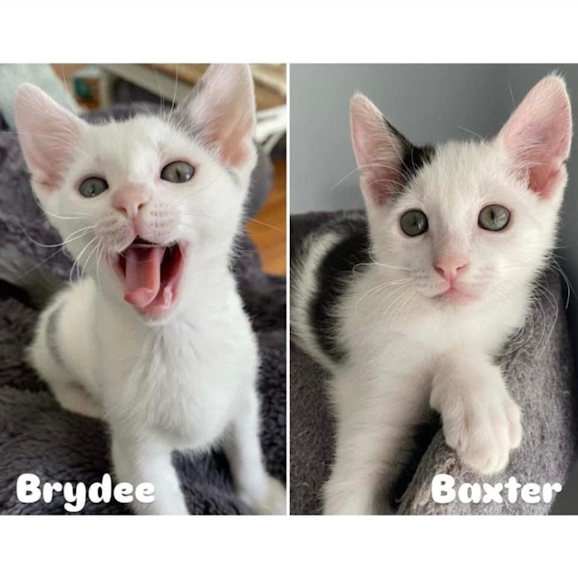 Photo of 11194/5   Brydee & Baxter