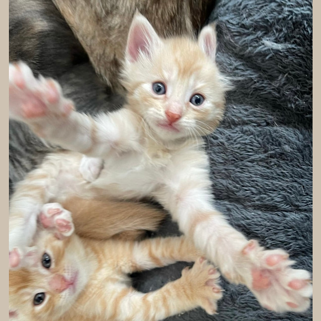 Photo of Apricot 🧡