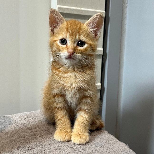 Photo of Nutmeg