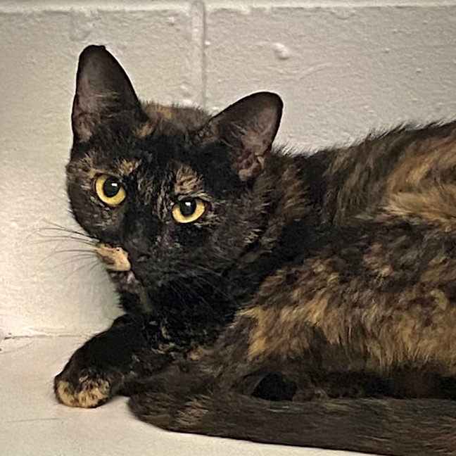 Photo of Rizzo