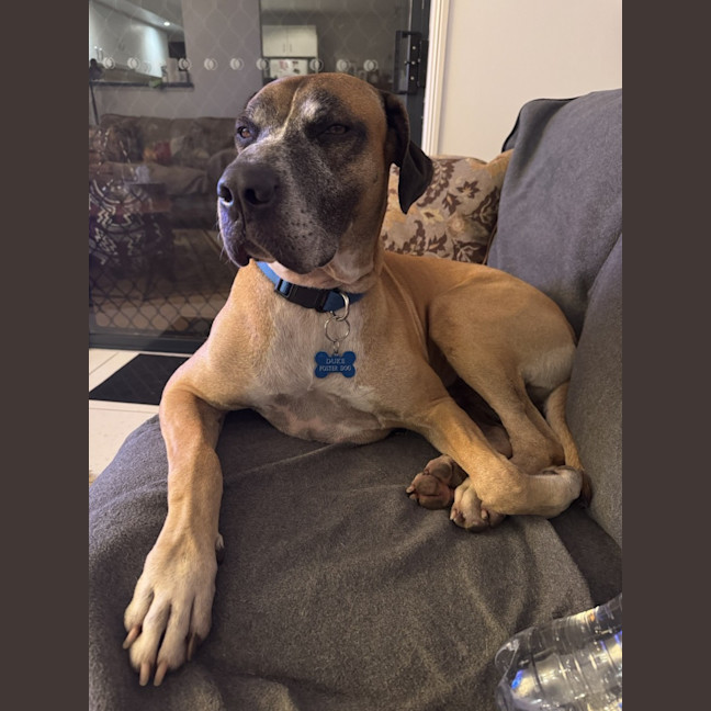 Photo of Duke *$250 Adoption Fee*