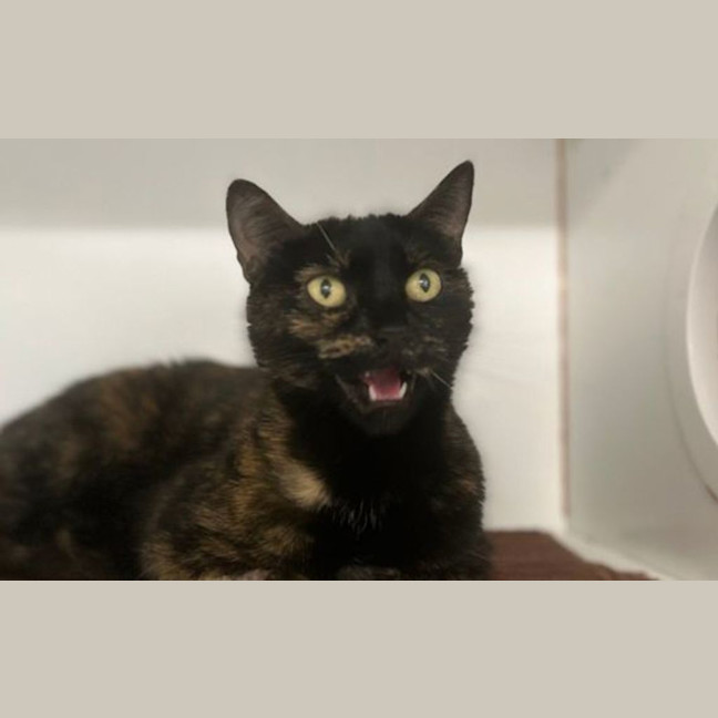 Photo of Missy