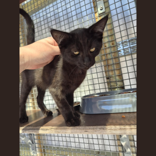 Photo of Salem! 🖤