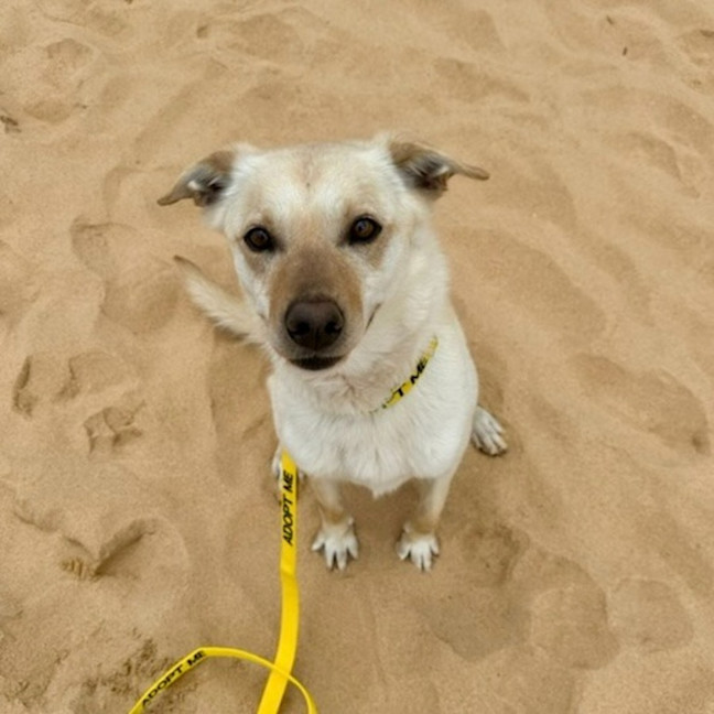 Photo of Koa
