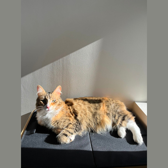 Photo of Mish Mish