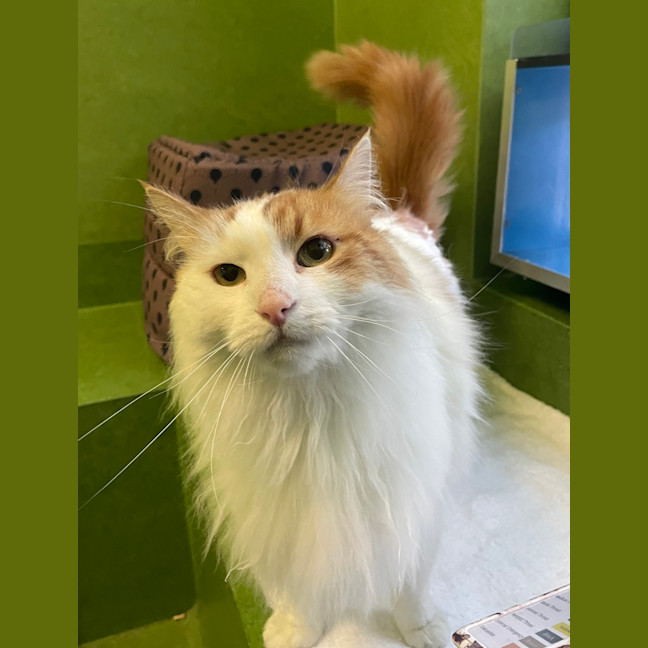 Photo of Sir Handsome