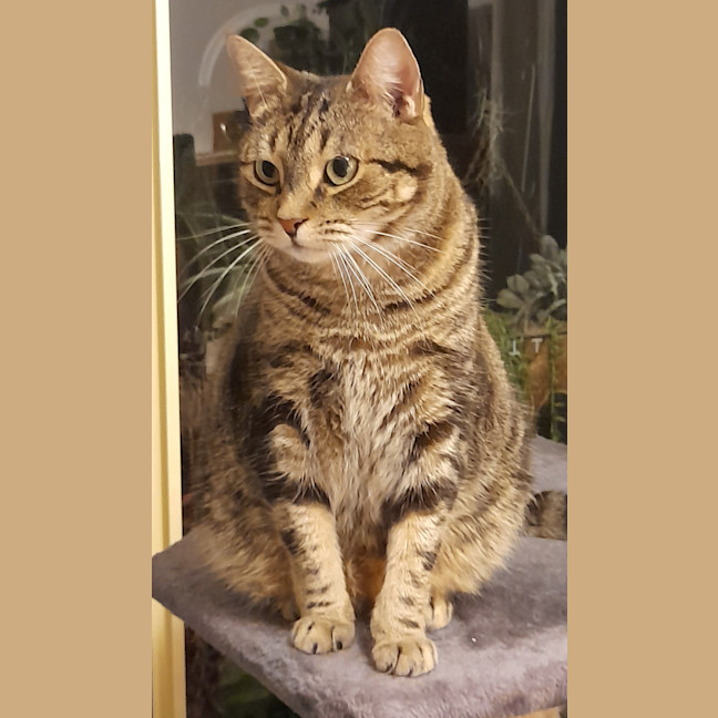 Photo of Pepper