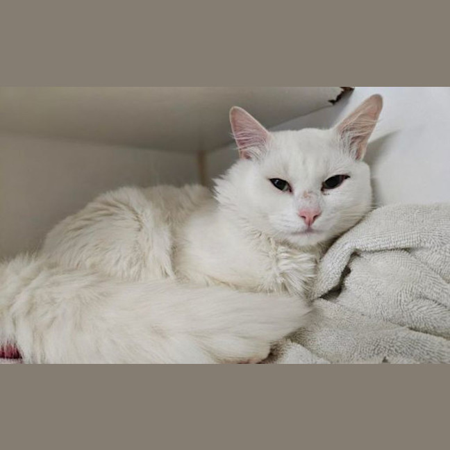 Photo of Falkor