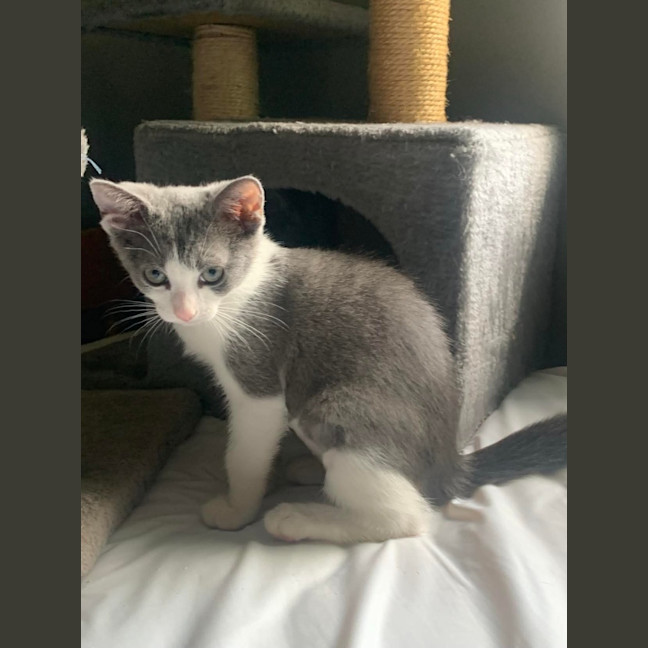 Photo of Bindi