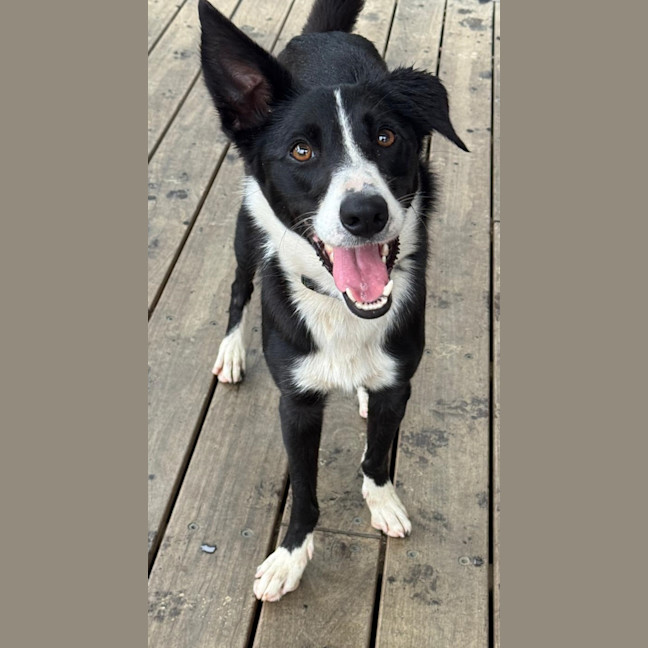 Photo of Willow