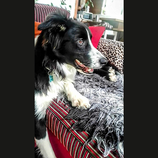 Photo of Buddy