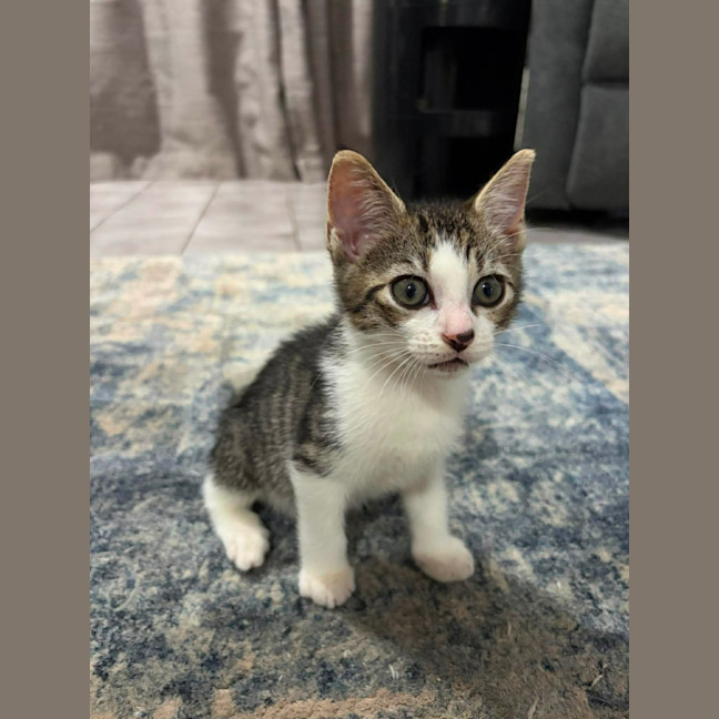 Photo of Rocco