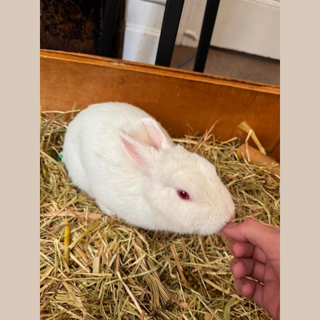 Photo of Bunnifer Anniston