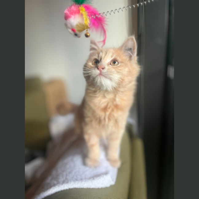 Photo of Cleo   Located In Kensington