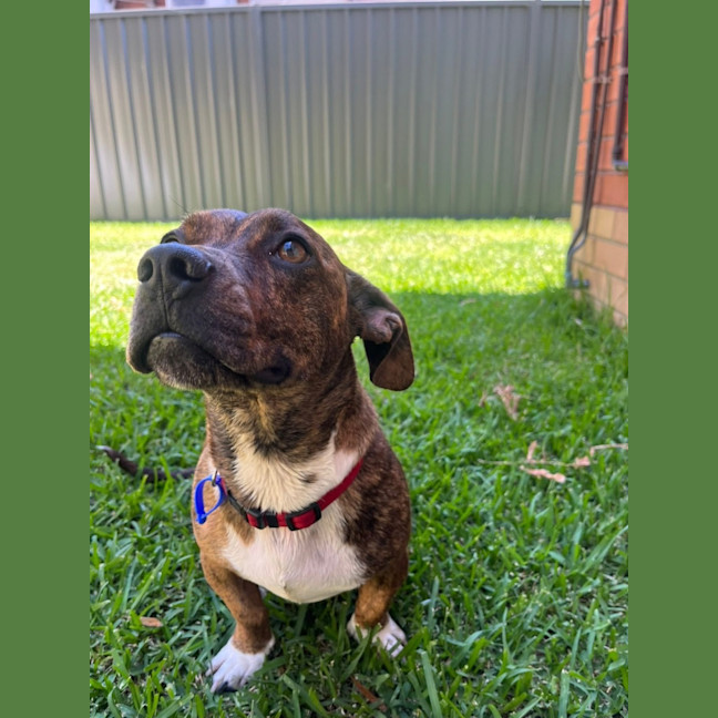 Photo of Tucker   2 Year Old Dachshund X Staffy