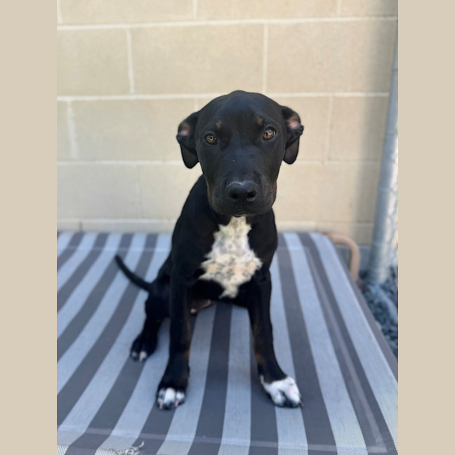 Photo of Roo