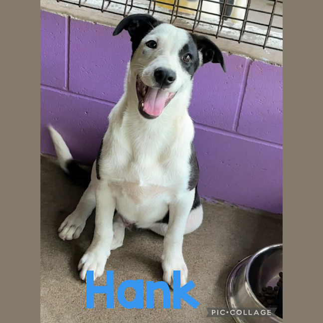 Photo of Hank