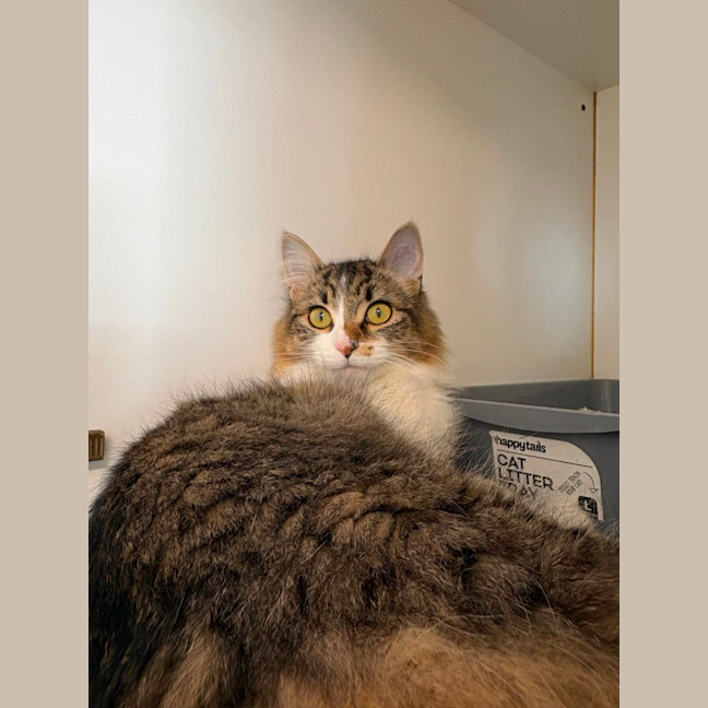 Photo of Luna