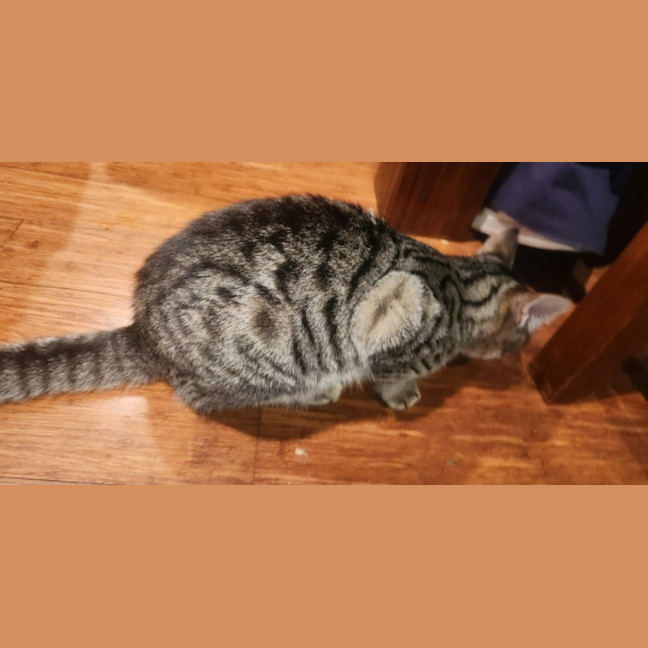 Photo of Cornelius   In Foster Care In Templestowe