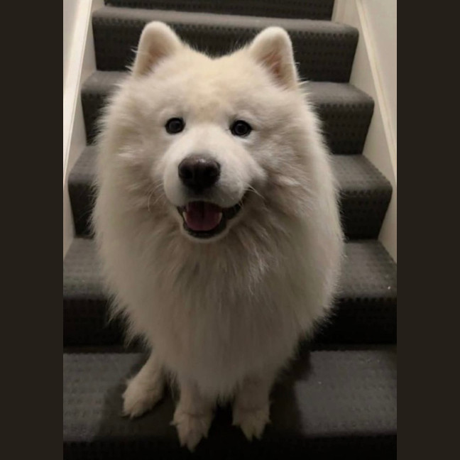 Photo of Loki   5 Year Old Samoyed