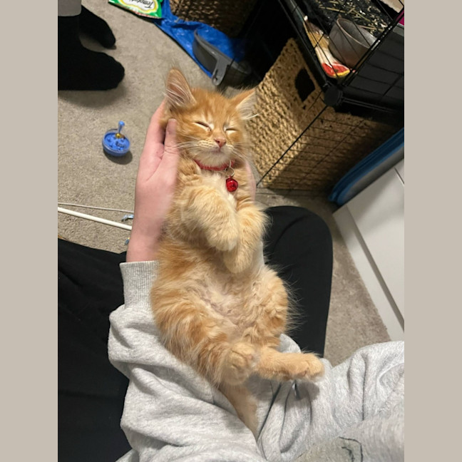 Photo of Buddy   Located In Pakenham