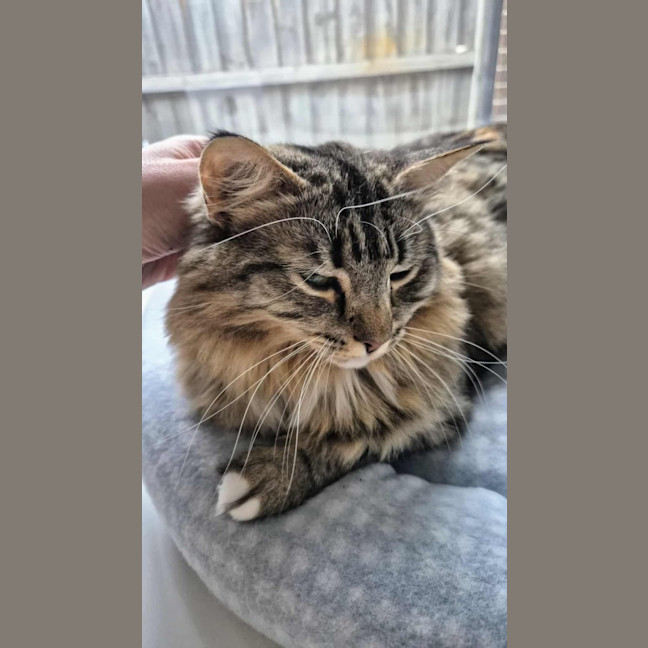 Photo of Jupiter 🩷