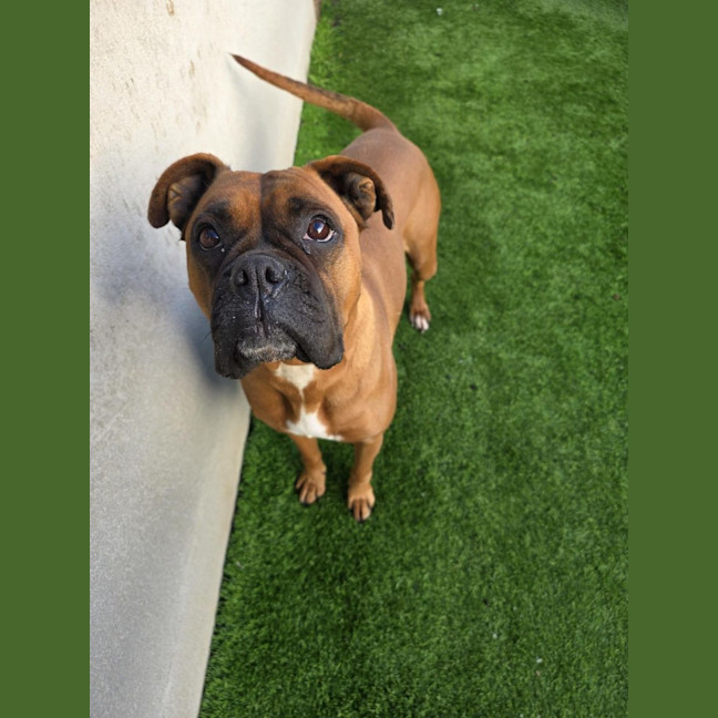 Photo of Zulu