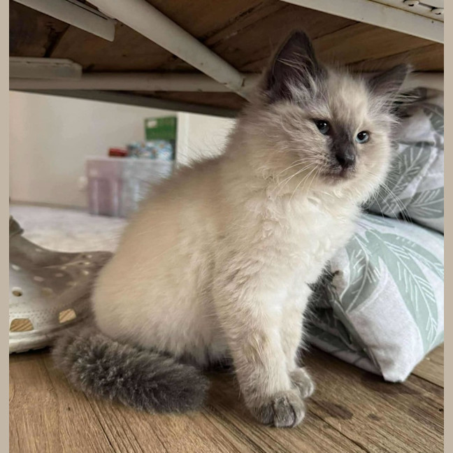 Photo of Mookiee And Myagi