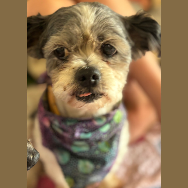 Photo of Mopsey & Topsey