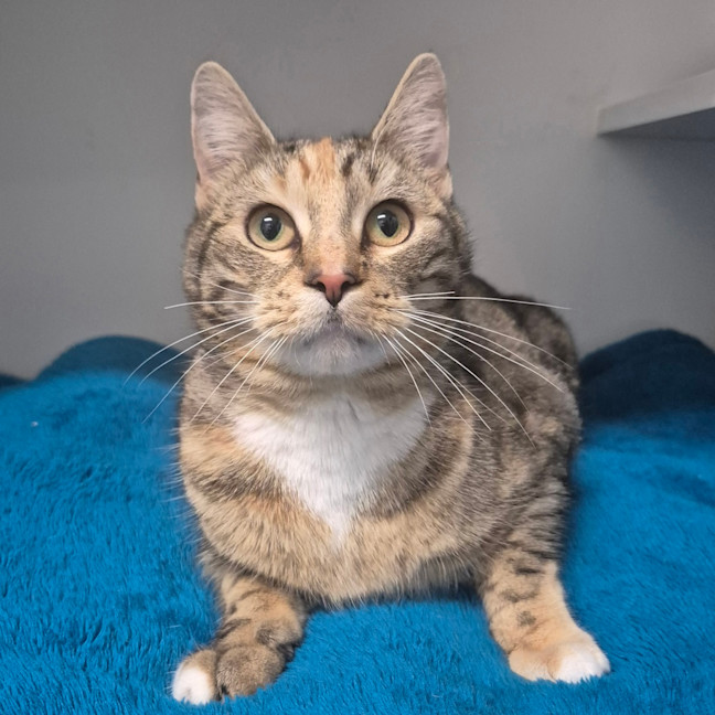 Photo of Tigger